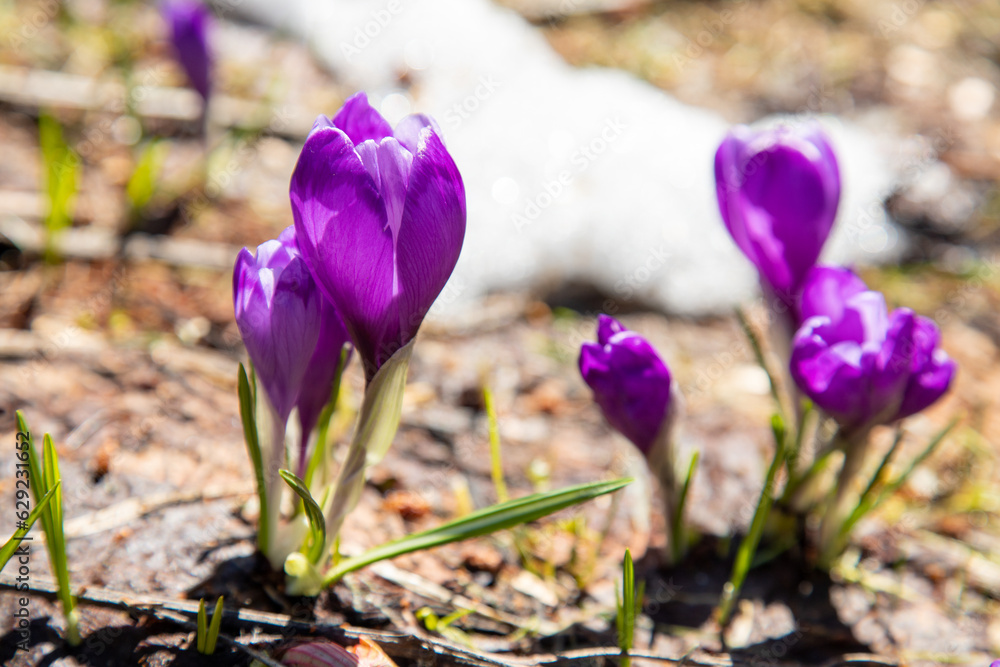 Fototapeta premium Spring crocus flowers