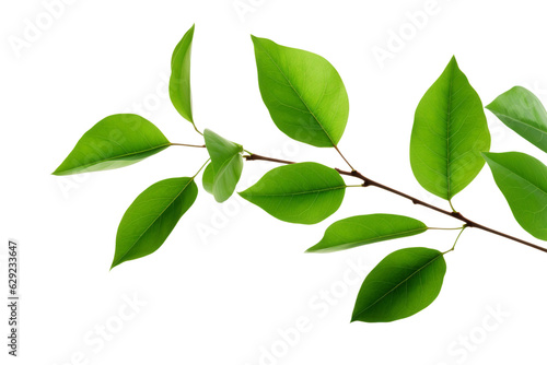 Green leaves on branch isolated on transparent background , generative ai