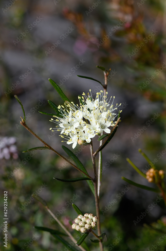Close up of the cream colored flowers of the Australian native Scaly Phebalium squamulosum, family Rutaceae, growing in Sydney heath, NSW. Winter and spring flowering Close up of the cream colored flowers of the Australian native Scaly Phebalium squamulosum, family Rutaceae, growing in Sydney heath, NSW. Winter and spring flowering