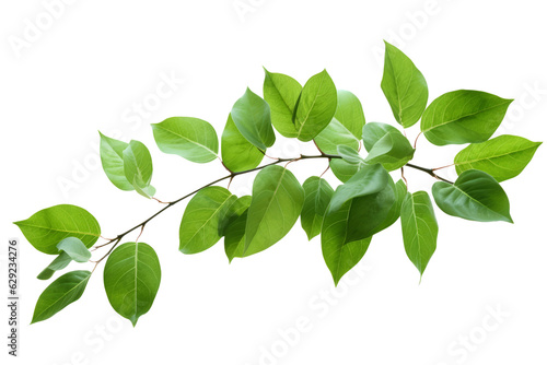 Green leaves on a branch isolated on transparent background , generative ai