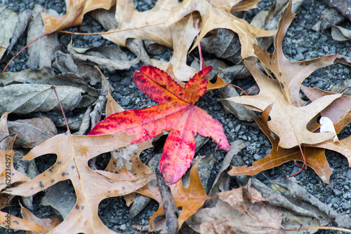 leaf on the ground