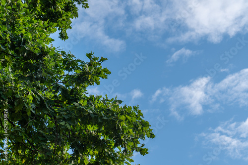 Oak tree branches on bright blue sky at the evening.