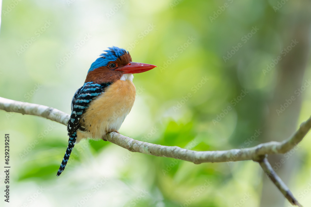 Fototapeta premium banded kingfisher (Lacedo pulchella) MALE