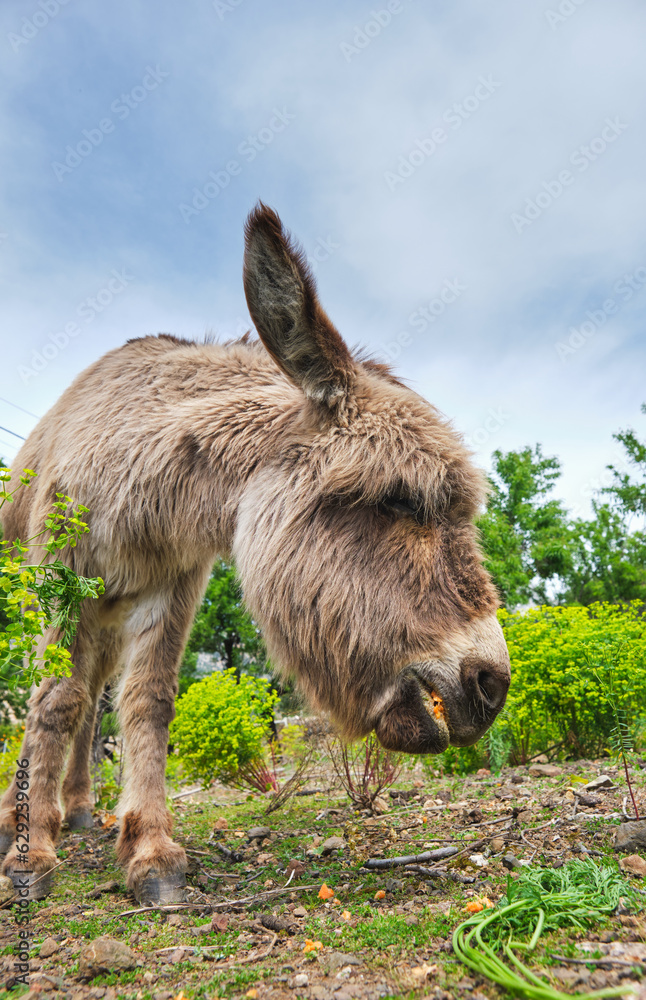 Cute donkey grazing on lush meadow Cute donkey grazing on lush meadow