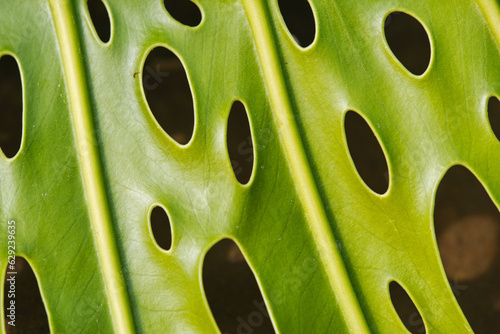 Textured background of tropical plant leaf with holes photo