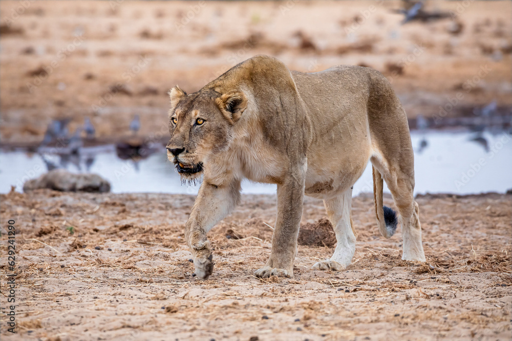 Naklejka premium lioness in etosha