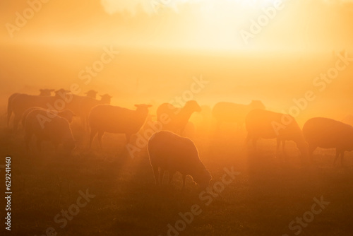 Fototapeta Naklejka Na Ścianę i Meble -  sheep grazing on pasture in sunshine