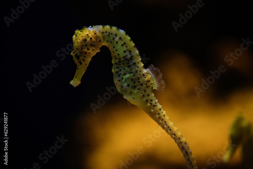 Yellow seahorse floating underwater in aquarium