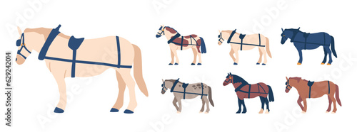 Horses Equipped With A Harness, Consisting Of Straps And Equipment That Allows To Pull Carts Or Carriages