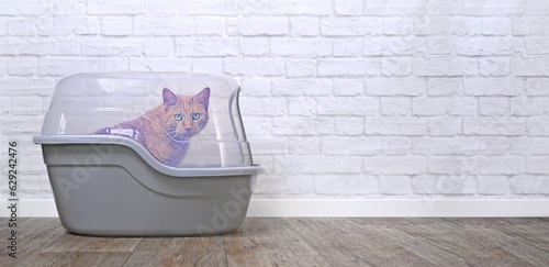 Cute red cat sittinmg in a closed litter box and looking at camera.  Panoramic image with copy space.  photo