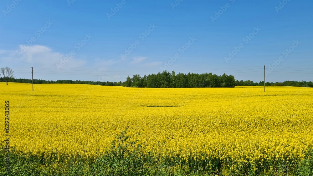Rapeseed fields blooming with yellow flowers in May stretch for many kilometers