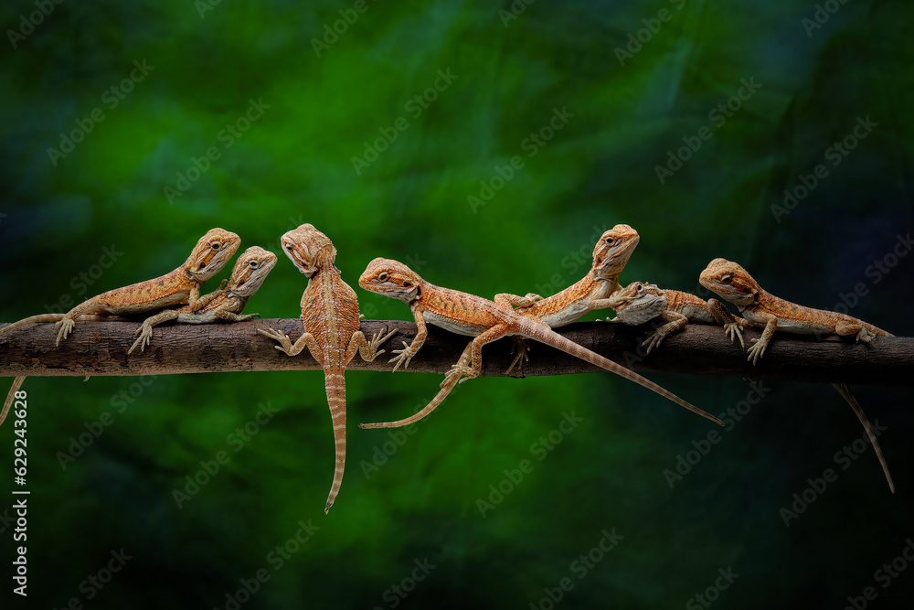 Fototapeta premium babys bearded dragon on a branch