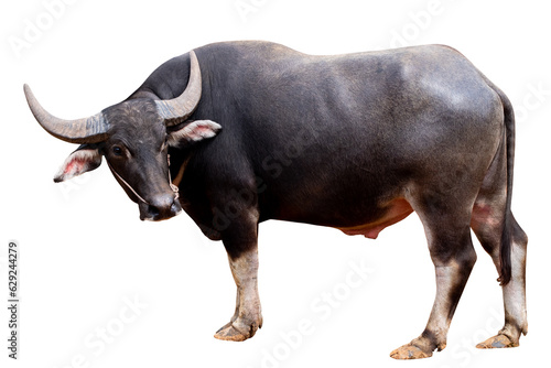 фотографія Full body standing of Thai Black Buffalo isolated on transparent blackground, PN
