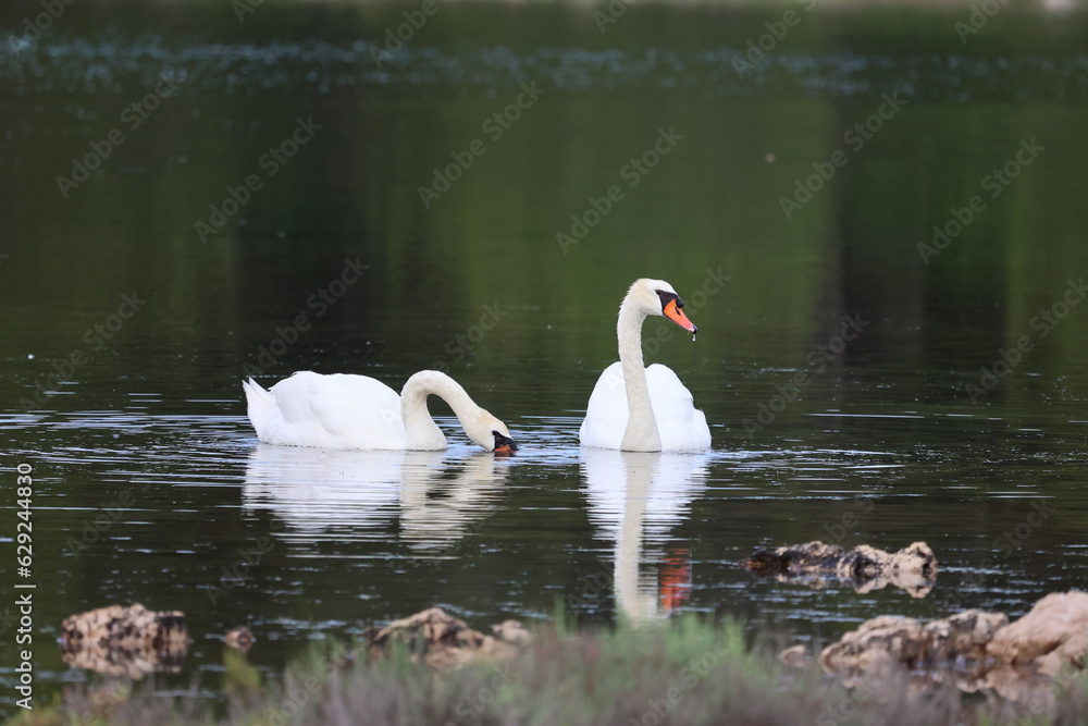 A pair of white swans on the lake in search of food A pair of white swans on the lake in search of food