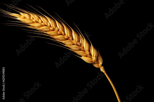 Isolated wheat ears on dark background, showcasing whole grains for illustrative purposes. Generative AI
