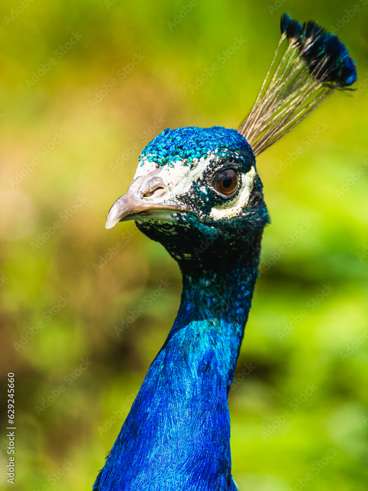 Portrait of Male Indian Peafowl, Pavo cristatus Portrait of Male Indian Peafowl, Pavo cristatus