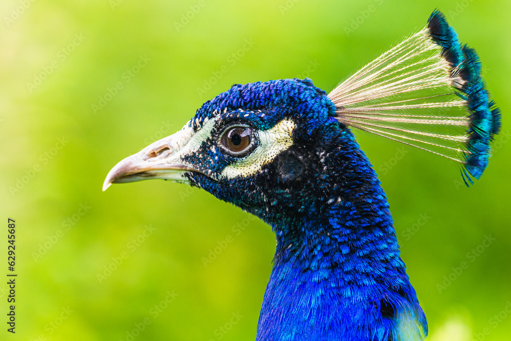 Portrait of Male Indian Peafowl, Pavo cristatus Portrait of Male Indian Peafowl, Pavo cristatus
