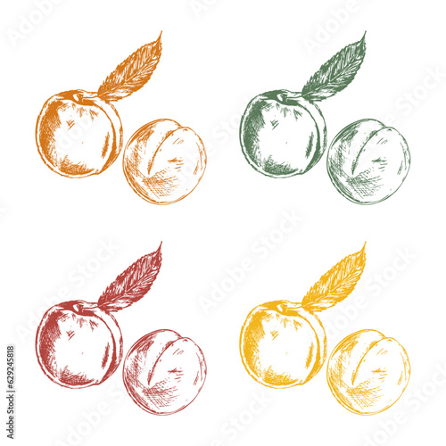 Line art of peaches in hand drawn sketchy vibe with organic colors, engraving style vector  (ID: 629245818)