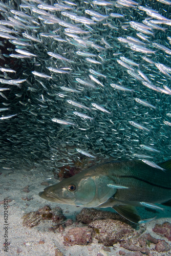 Snook  Centropomus undecimalis  feeding on a baitball  Florida Keys National Marine Sanctuary