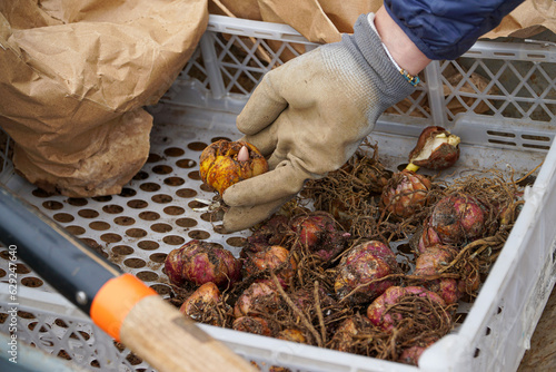 Fotografia Top view of person with gardening gloves carefully selecting a Lilium bulb from the crate, preparing to plant and nurture these lovely flowers in their garden