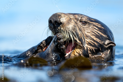 Southern sea otter eating close up © Ryan Mense