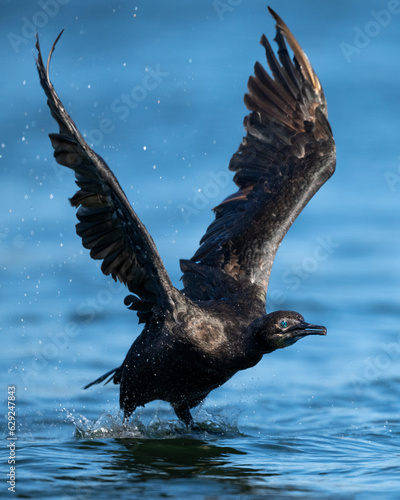 Brandt's cormorant flapping wings in water