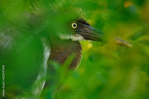 Tricolored heron juvenile through the green habitat