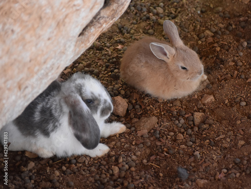 Very Cute Pair of Baby Rabbits Cuddled Up