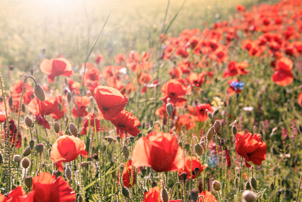 Naklejka premium Red poppy flowers blooming on summer meadow