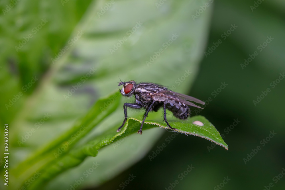 Drosophila inhabits wild plants in North China Drosophila inhabits wild plants in North China