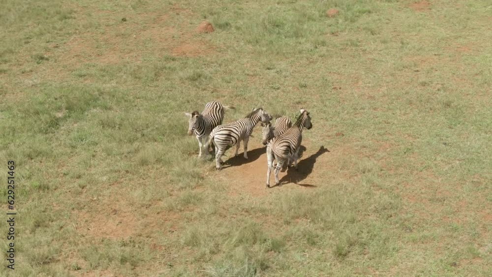 Drone view above zebras on green grass in the African savannah Drone view above zebras on green grass in the African savannah