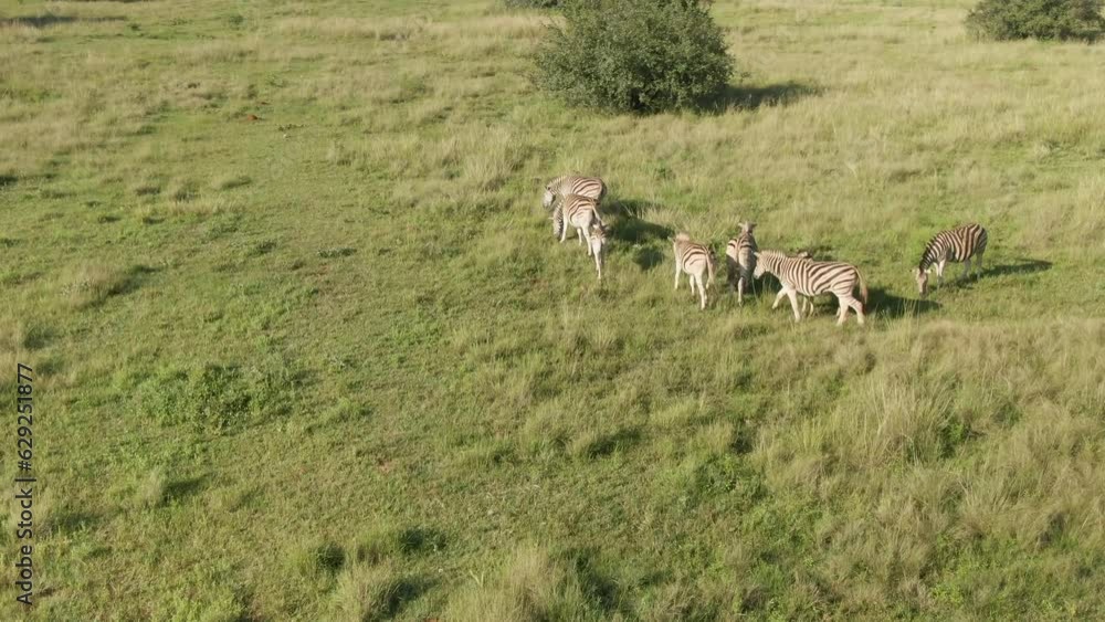 Drone view above zebras on green grass in the African savannah Drone view above zebras on green grass in the African savannah