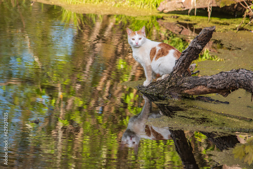 a red and white cat sitting on a tree trunk by a pond © Ieva