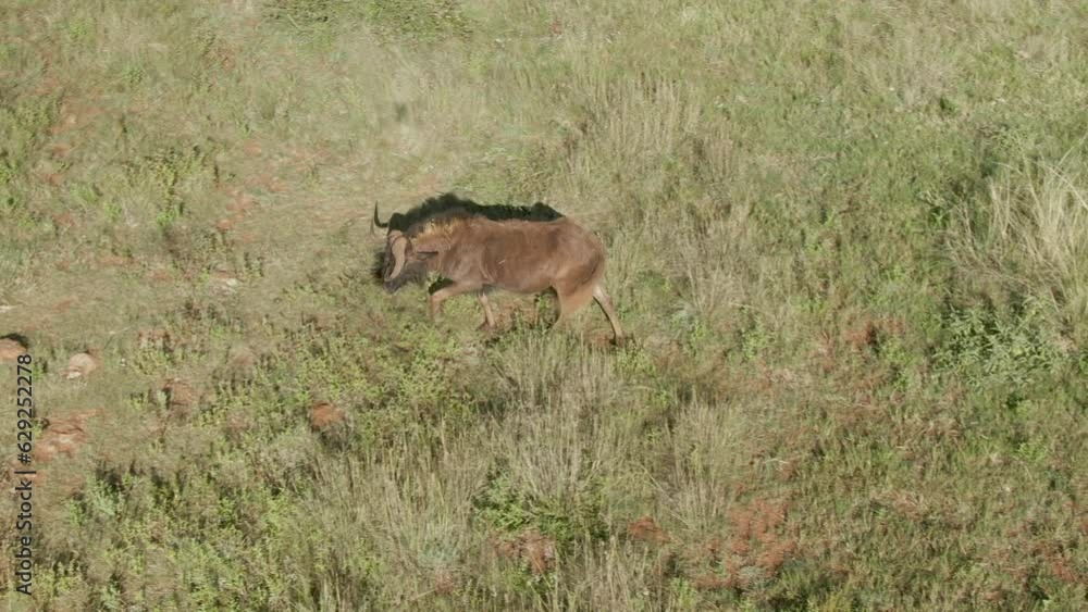 Aerial video of a wildebeest in the green field on a sunny day Aerial video of a wildebeest in the green field on a sunny day