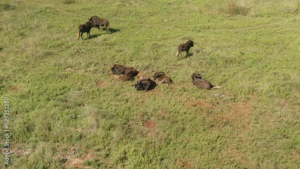 Aerial video of a group of wildebeests in the green field on a sunny day Aerial video of a group of wildebeests in the green field on a sunny day