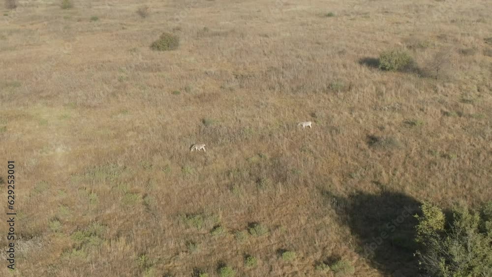 Aerial of a herd of antelopes (Bovidae) grazing and resting in the field Aerial of a herd of antelopes (Bovidae) grazing and resting in the field