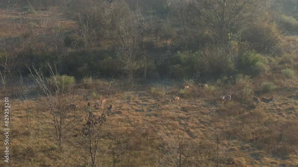 Aerial of a her of antelopes (Bovidae) grazing in the field Aerial of a her of antelopes (Bovidae) grazing in the field