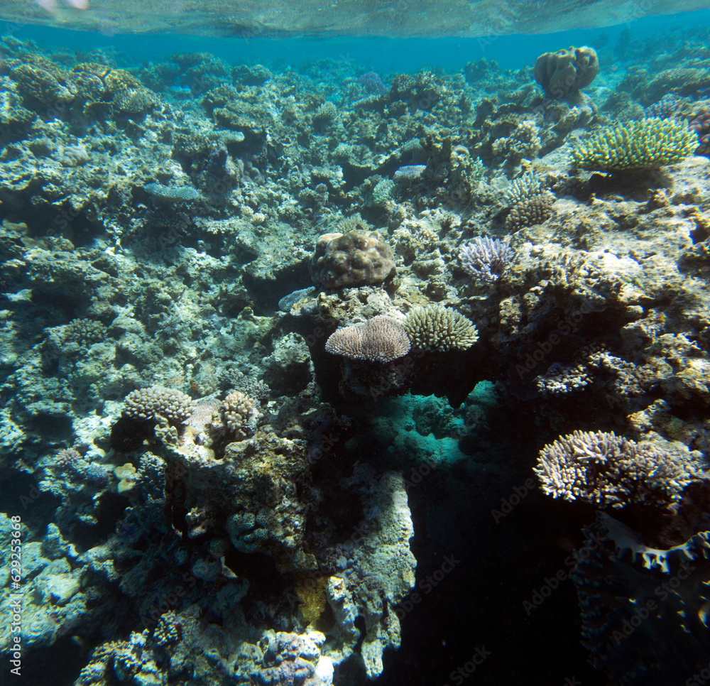 View of coral reef
