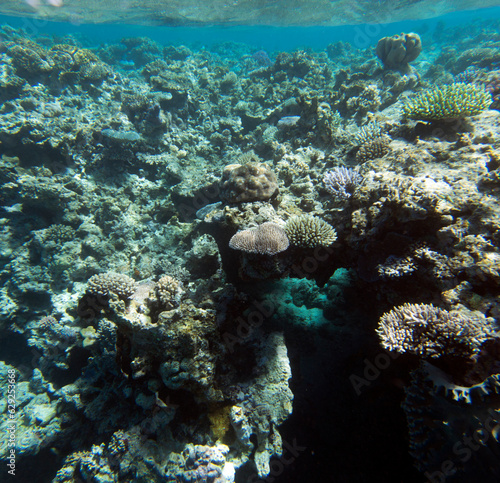 View of coral reef © mauriziobiso