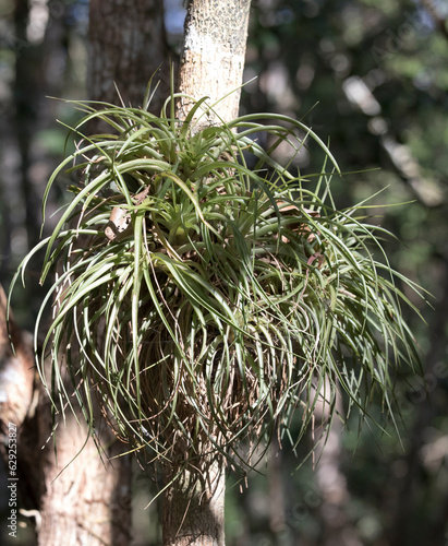 View of tillandsia in the bush