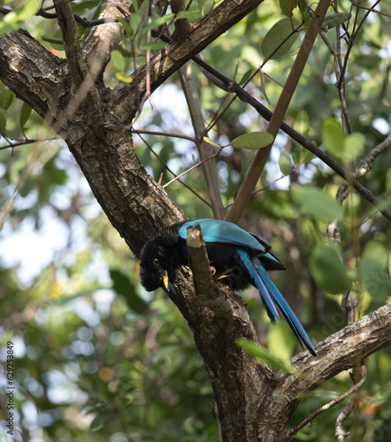 View of Yucatan jay bird photo