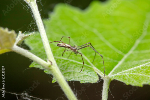 Wallpaper Mural spider inhabiting on the leaves of wild plants Torontodigital.ca