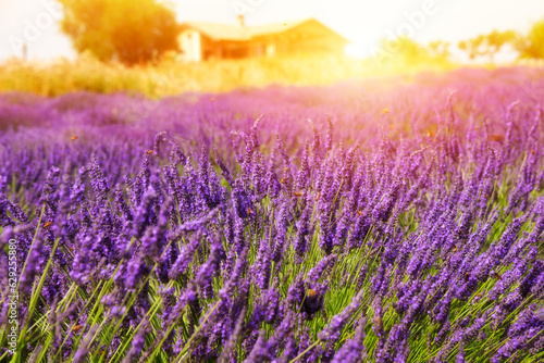 Lavender flowers on sunny field in summer