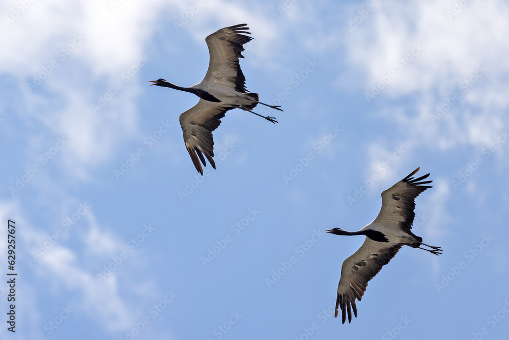 two cranes flying in blue sky