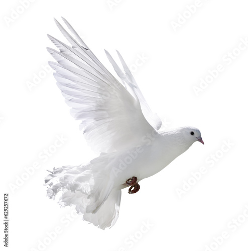 flying pure white isolated dove with lush tail