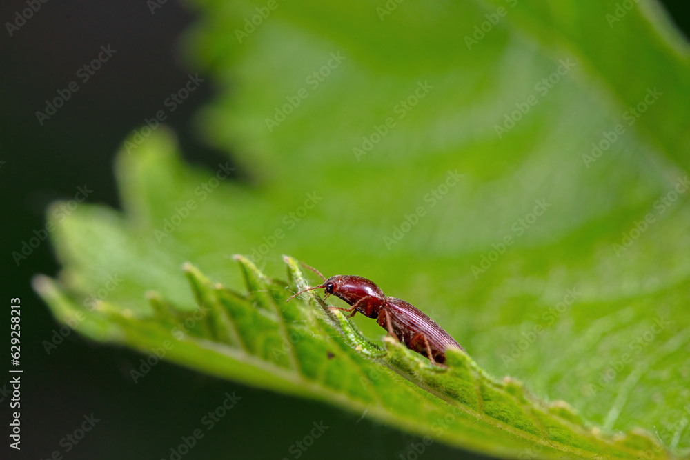 click beetle inhabit the leaves of wild plants click beetle inhabit the leaves of wild plants