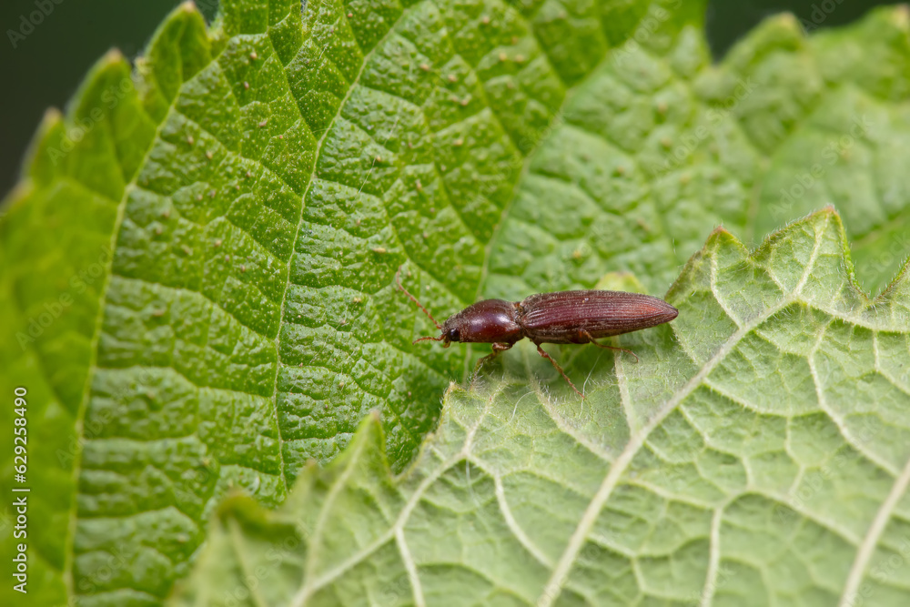 click beetle inhabit the leaves of wild plants click beetle inhabit the leaves of wild plants