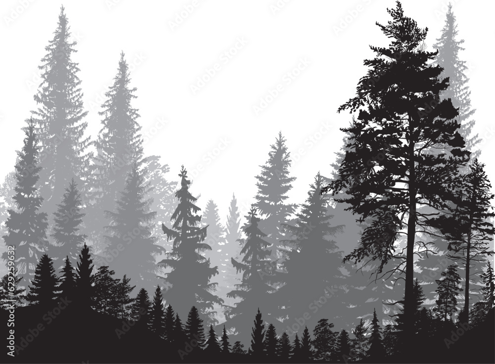 fir trees three grey colors forest on white background - obrazy, fototapety, plakaty 