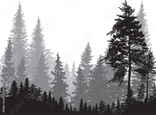 Valokuvatapetti fir trees three grey colors forest on white background