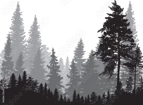 Panel kuchenny z motywem fir trees three grey colors forest on white background